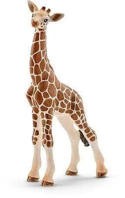 edukamp-32026061203250772210